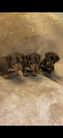 Gorgeous Home reared Miniature Dacshund x JRT for sale in Bewdley, Worcestershire - Image 5