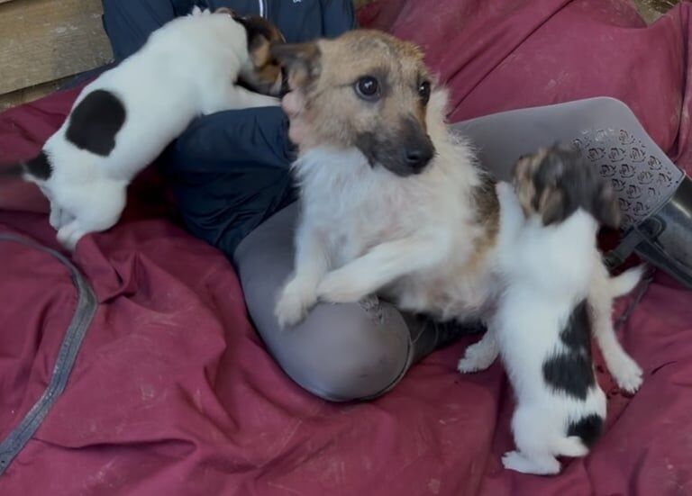 Gorgeous Jack Russell puppies for sale in Orpington, Greater London - Image 2
