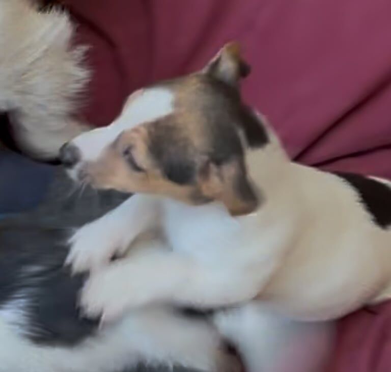 Gorgeous Jack Russell puppies for sale in Orpington, Greater London - Image 3