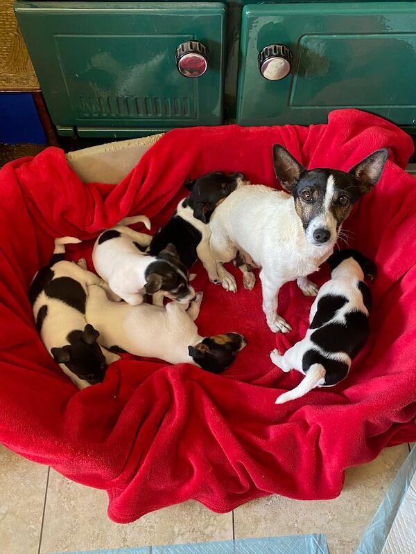 Jack Russell puppies for sale in Carmarthen / Caerfyrddin, Dyfed – 8 weeks old