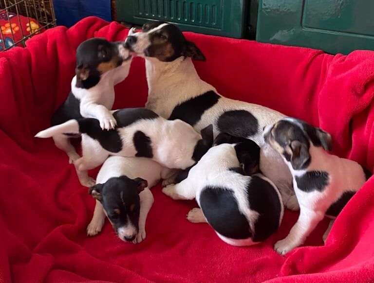 Jack Russell puppies for sale in Carmarthen / Caerfyrddin, Dyfed – 8 weeks old - Image 2 of 3