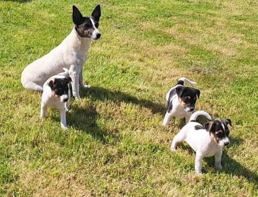 Jack Russell puppies for sale in Carmarthen / Caerfyrddin, Dyfed – 8 weeks old - Image 3 of 3