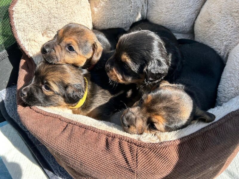 Gorgeous Jack Russell Puppies for sale in Chesterfield, Derbyshire