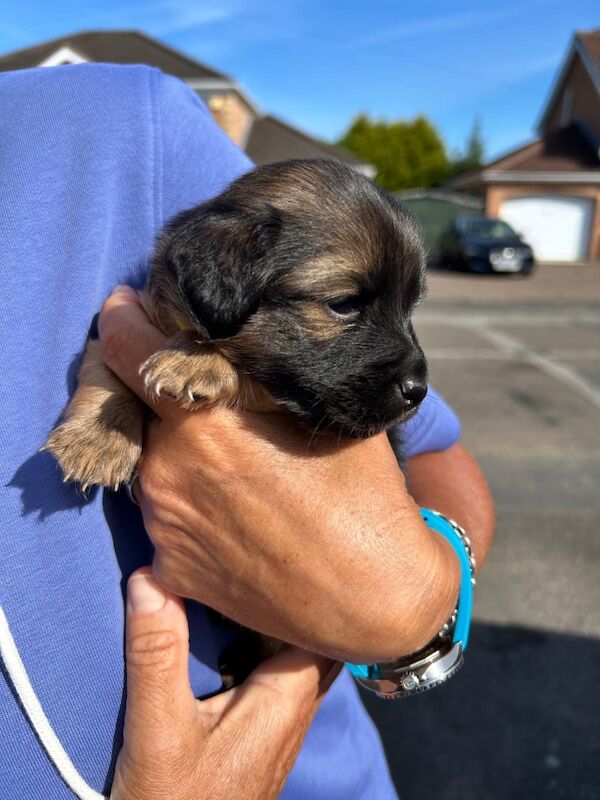 Gorgeous Jack Russell Puppies for sale in Chesterfield, Derbyshire | Image 2