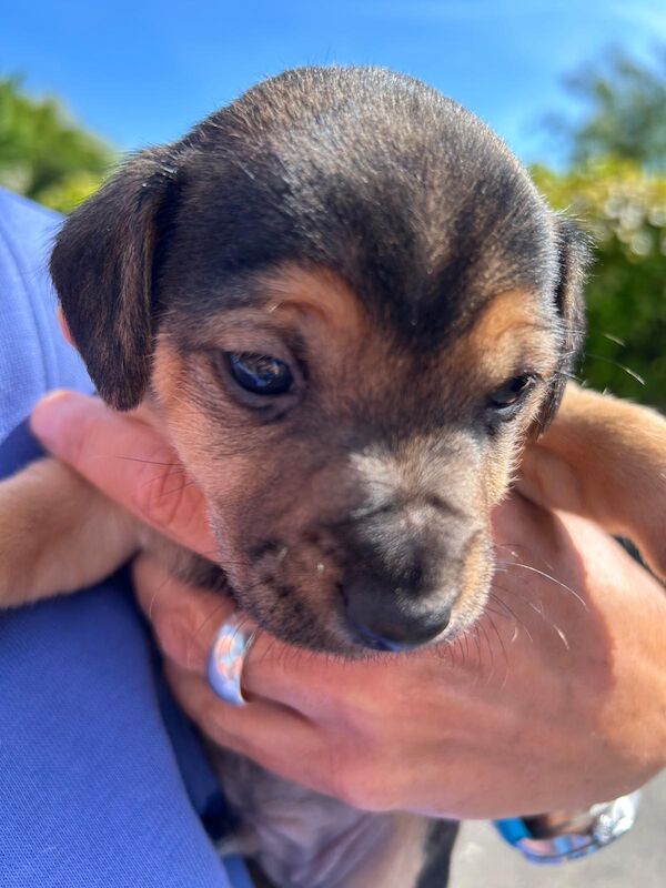 Gorgeous Jack Russell Puppies for sale in Chesterfield, Derbyshire | Image 3