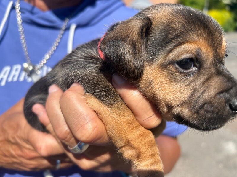 Gorgeous Jack Russell Puppies for sale in Chesterfield, Derbyshire | Image 4