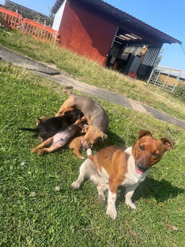 Jack Russell puppies for sale in Leigh, Greater Manchester – 8 weeks old