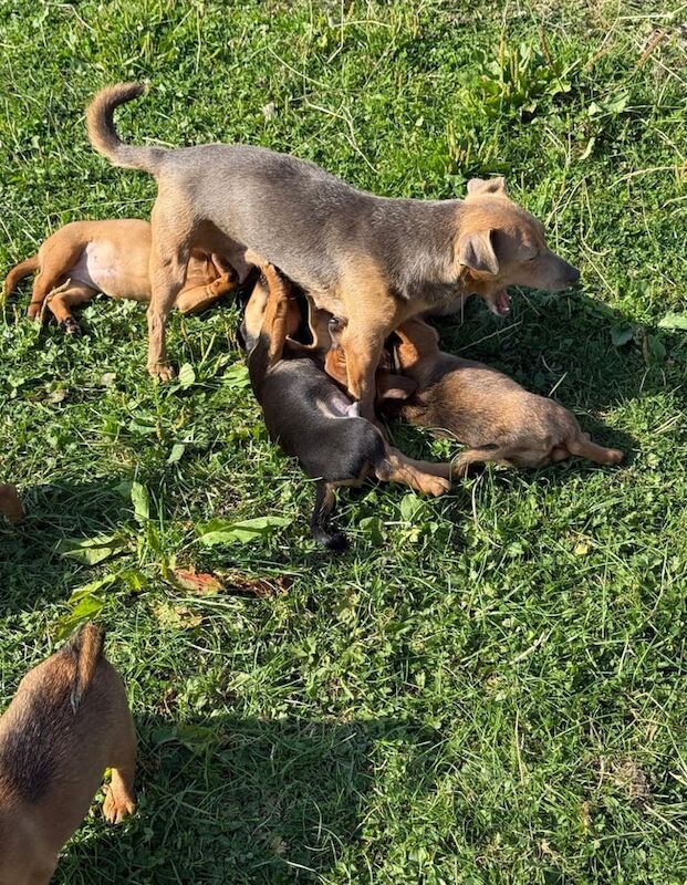 Jack Russell puppies for sale in Leigh, Greater Manchester – 8 weeks old - Image 2 of 3