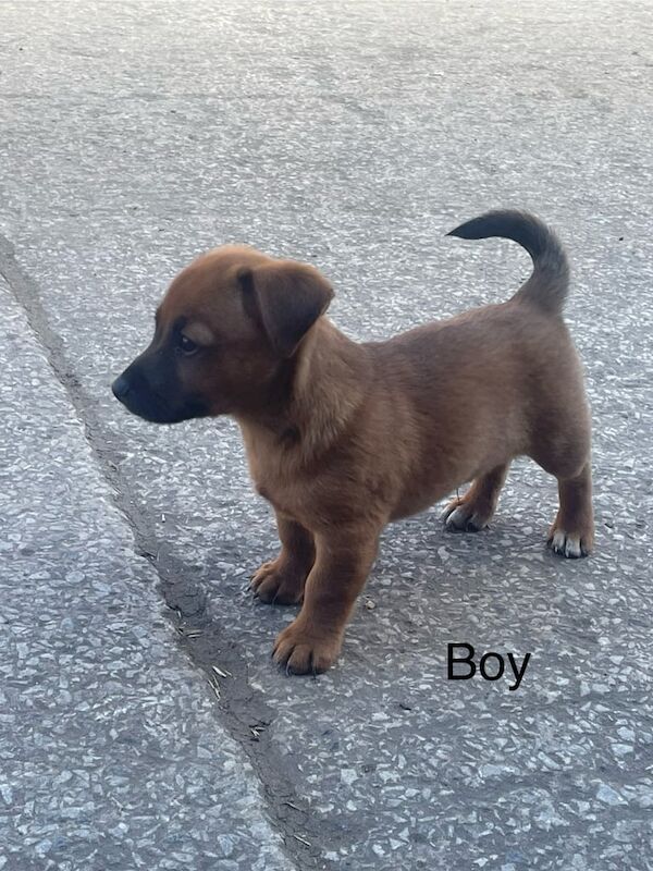 Jack Russell puppies for sale in Leigh, Greater Manchester – 8 weeks old - Image 3 of 3