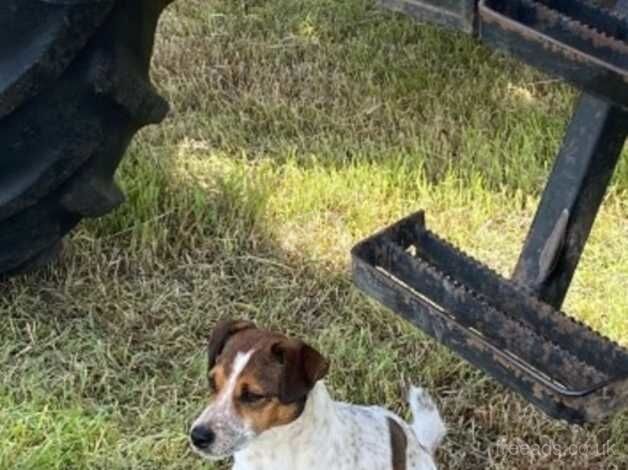 Gorgeous Jack Russell pups for sale in Wellington, Somerset - Image 1