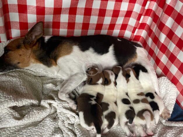 Gorgeous Jack Russell pups for sale in Wellington, Somerset - Image 2