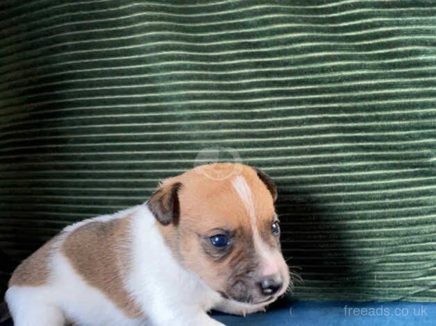 Gorgeous Jack Russell pups for sale in Wellington, Somerset - Image 3