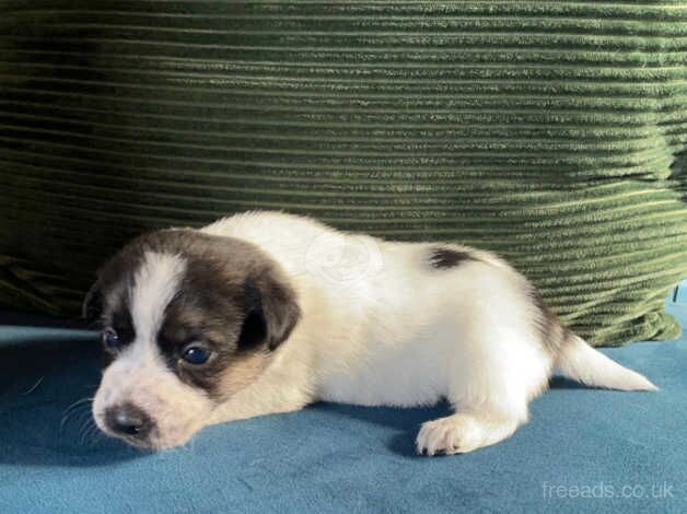 Gorgeous Jack Russell pups for sale in Wellington, Somerset - Image 4