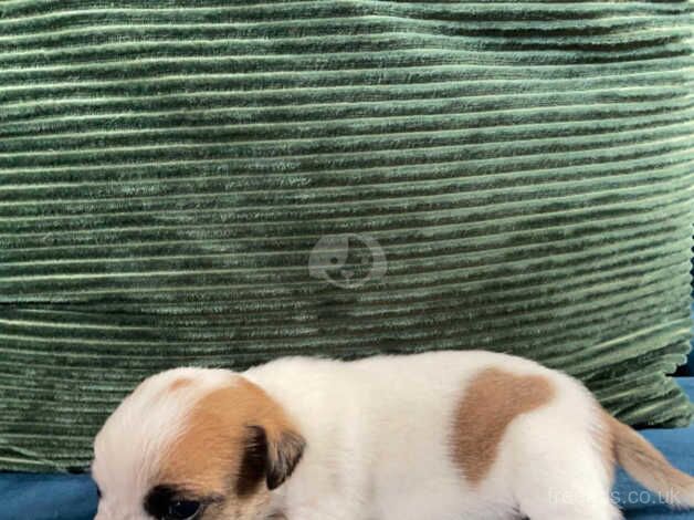 Gorgeous Jack Russell pups for sale in Wellington, Somerset - Image 5