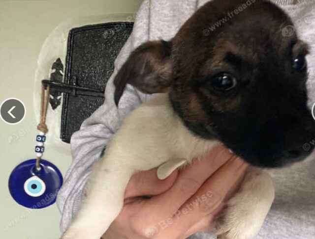 Jack Russell Terrier puppies for sale in Richmond, Greater London – 10 weeks old