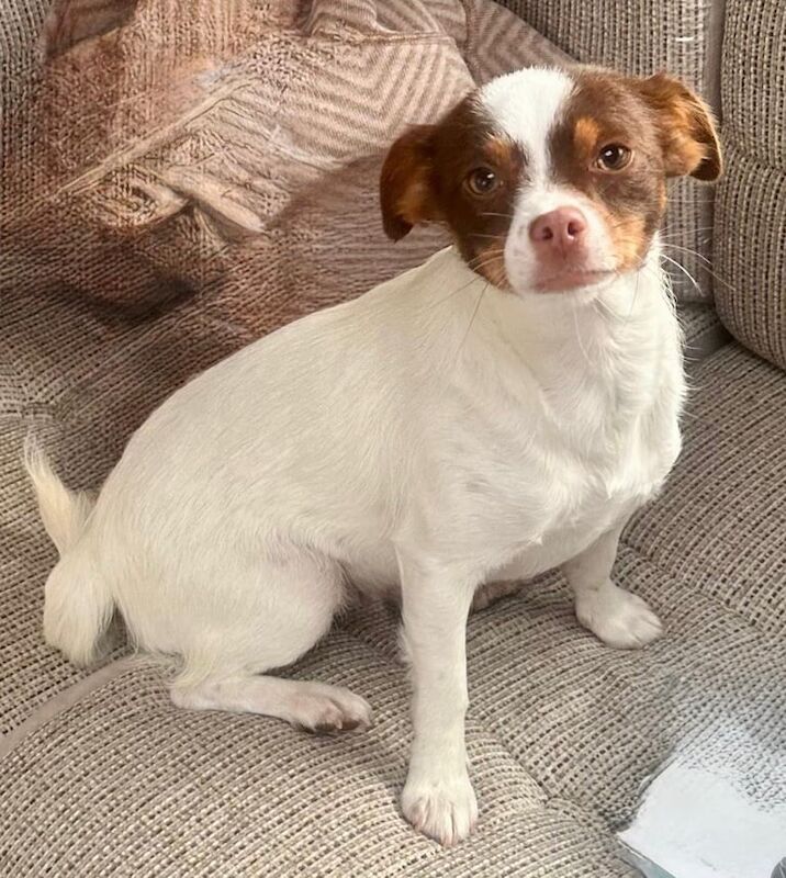 Jack Russell Terrier puppies for sale in Chichester, West Sussex – 1 year old