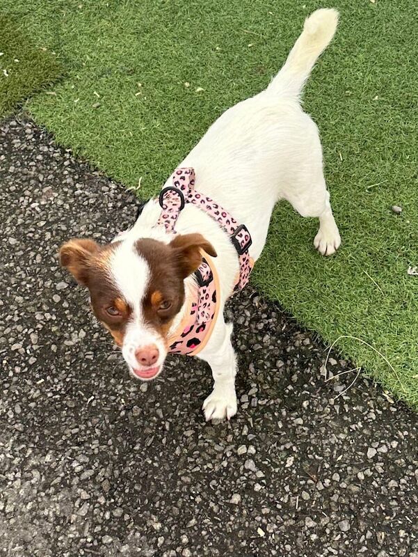 Jack Russell Terrier puppies for sale in Chichester, West Sussex – 1 year old - Image 2 of 3