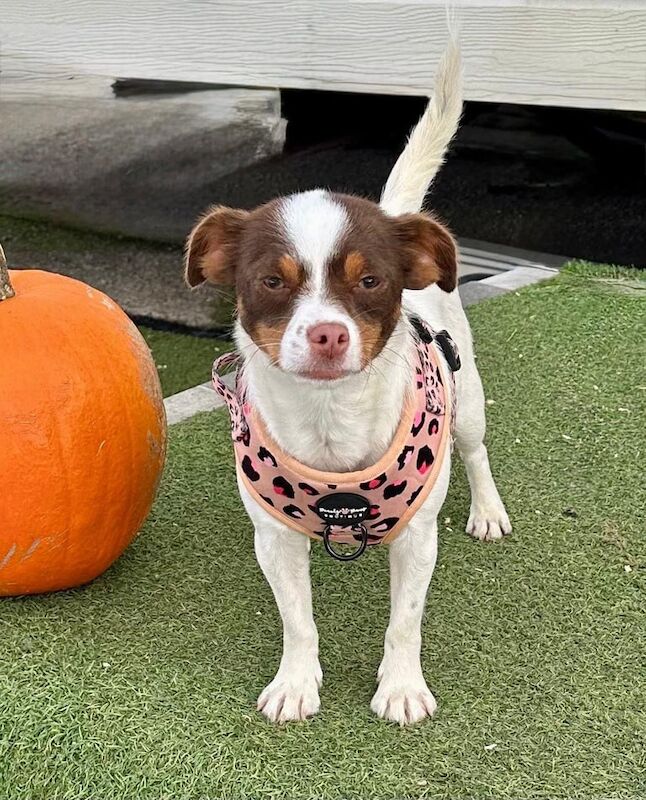 Jack Russell Terrier puppies for sale in Chichester, West Sussex – 1 year old - Image 3 of 3