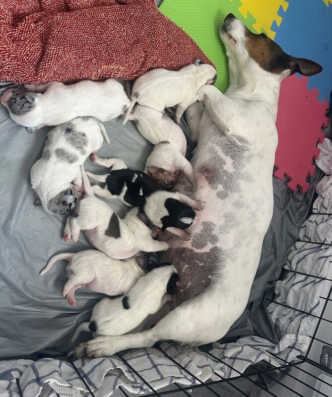 Gorgeous Merle Jack Russell Puppies! for sale in Wolverhampton, West Midlands