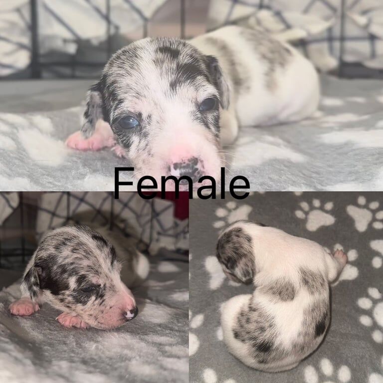 Gorgeous Merle Jack Russell Puppies! for sale in Wolverhampton, West Midlands | Image 2
