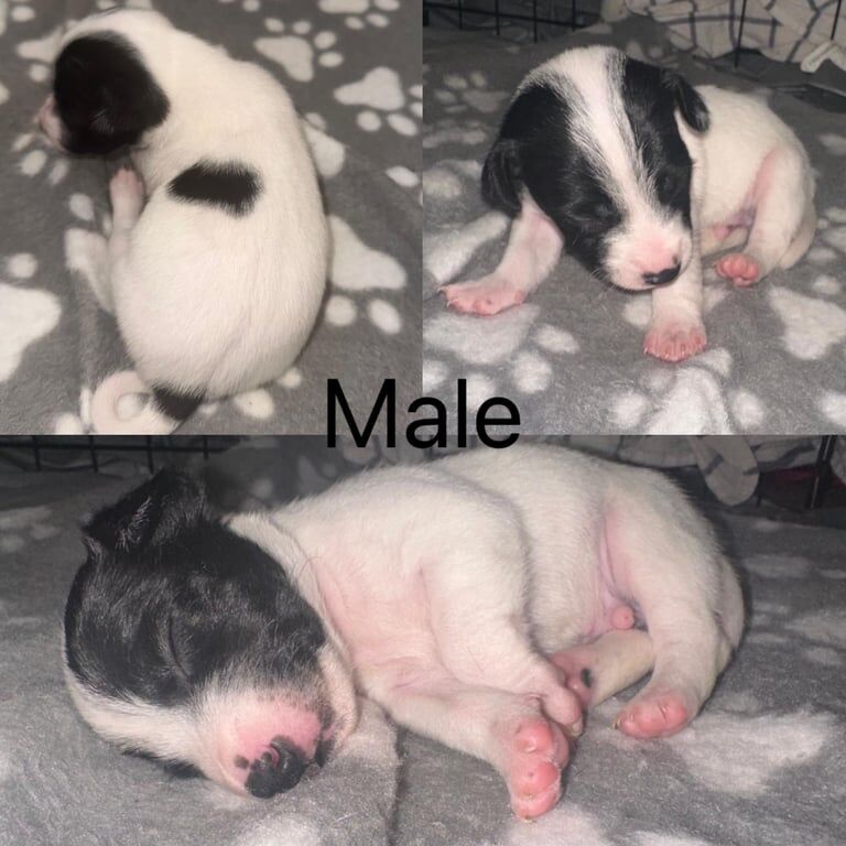 Gorgeous Merle Jack Russell Puppies! for sale in Wolverhampton, West Midlands | Image 3