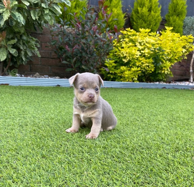 Gorgeous Miniature Jack Russell Puppies For Sale