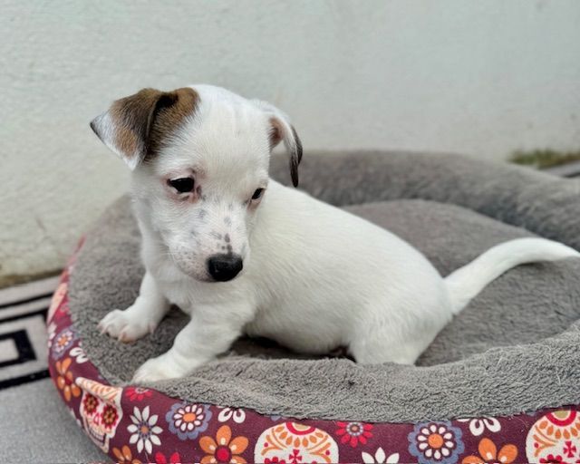 Jack Russell puppies for sale in Ipswich, Suffolk – 5 months old - Image 2 of 3