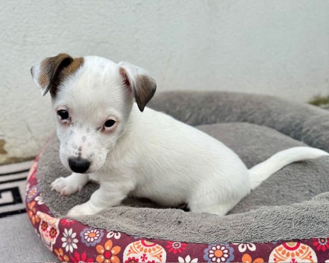 Jack Russell puppies for sale in Ipswich, Suffolk – 5 months old - Image 3 of 3