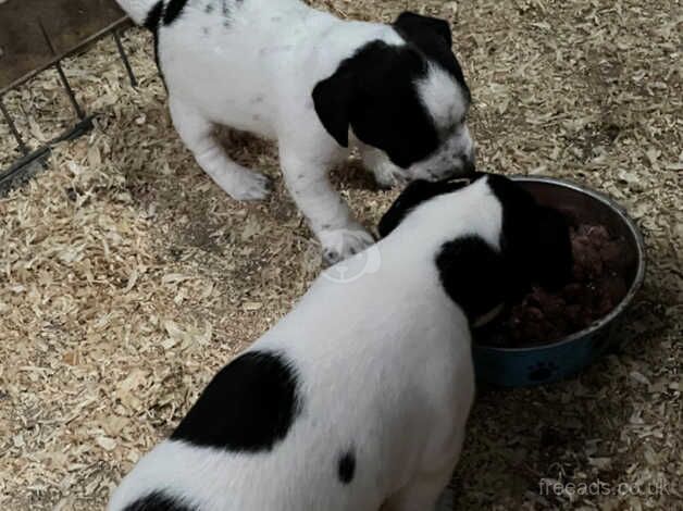 Jack Russell Terrier puppies for sale in Whitland/Hendy-Gwyn, Carmarthenshire – 1 year old - Image 1 of 5
