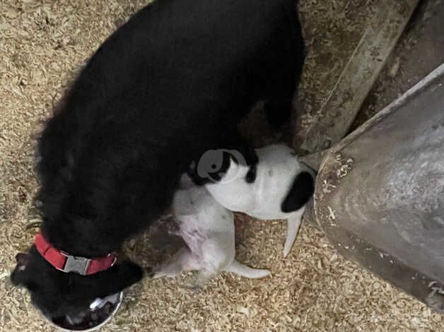 Jack Russell Terrier puppies for sale in Whitland/Hendy-Gwyn, Carmarthenshire – 1 year old - Image 3 of 5