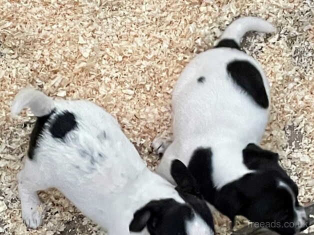 Jack Russell Terrier puppies for sale in Whitland/Hendy-Gwyn, Carmarthenshire – 1 year old - Image 5 of 5