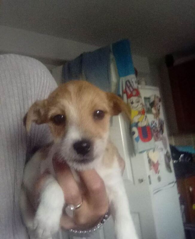 Jack Russell Terrier puppies for sale in Manchester, Greater Manchester – 9 weeks old