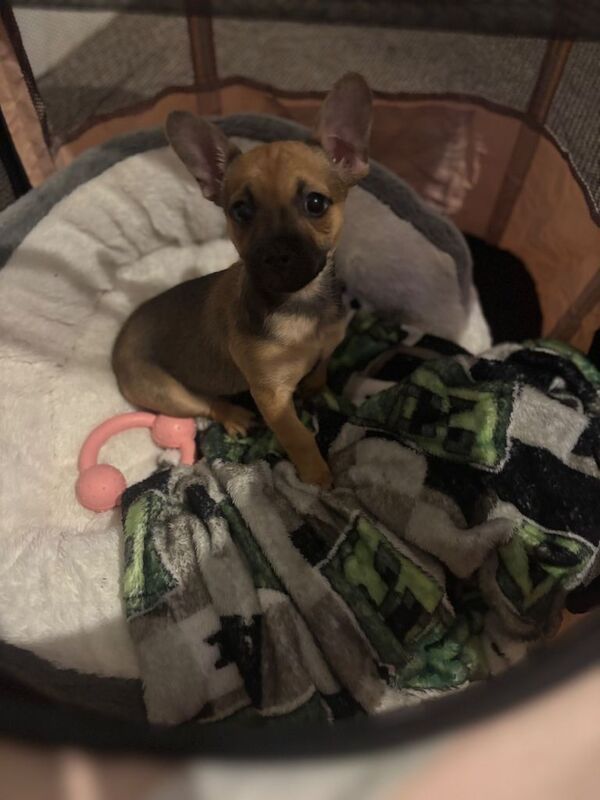 Jack Russell Terrier puppies for sale in Lewisham, Greater London – 3 months old