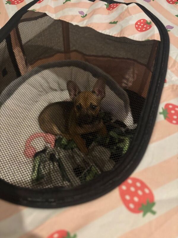 Jack Russell Terrier puppies for sale in Lewisham, Greater London – 3 months old - Image 2 of 2