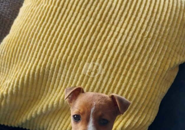 Jack Russell Terrier puppies for sale in Shrewsbury, Shropshire – 3 years old - Image 2 of 4