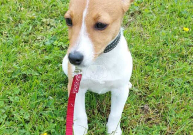 Jack Russell Terrier puppies for sale in Shrewsbury, Shropshire – 3 years old - Image 3 of 4