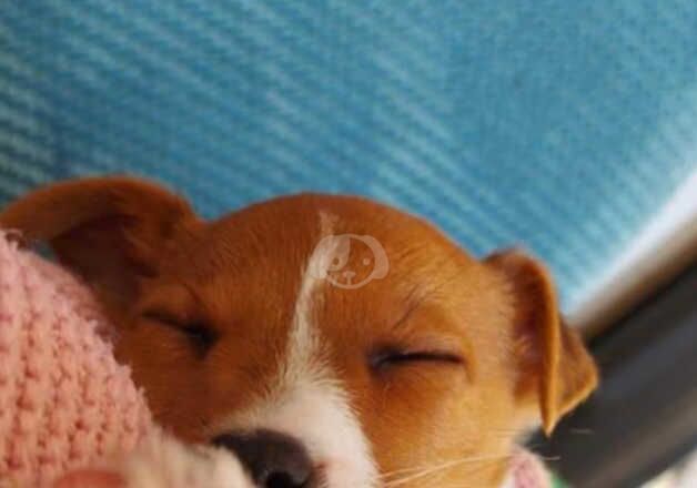 Jack Russell Terrier puppies for sale in Shrewsbury, Shropshire – 3 years old - Image 4 of 4