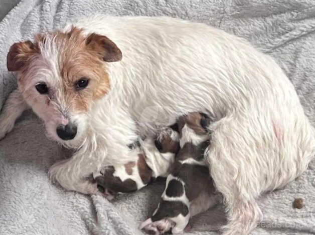 Jack Russell puppies for sale in Bristol, Bristol – 2 years old - Image 1 of 1
