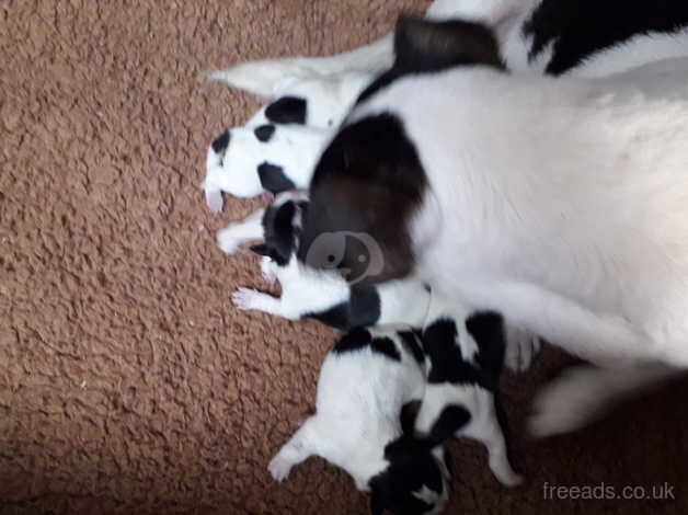 Jack Russell puppies for sale in Louth, Lincolnshire – 8 years old - Image 1 of 5