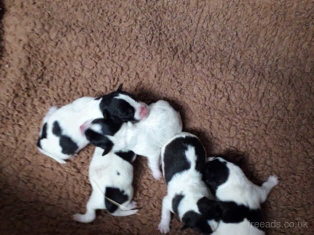 Jack Russell puppies for sale in Louth, Lincolnshire – 8 years old - Image 2 of 5