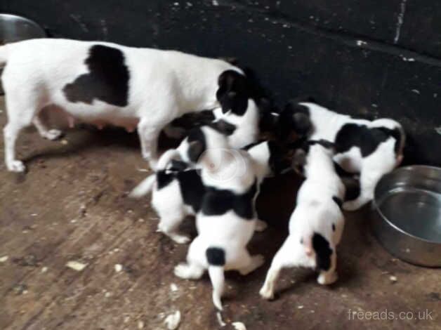 Jack Russell puppies for sale in Louth, Lincolnshire – 8 years old - Image 3 of 5