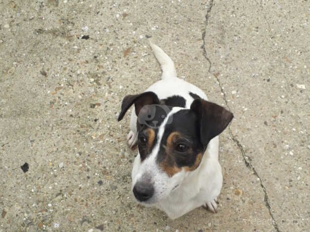 Jack Russell puppies for sale in Louth, Lincolnshire – 8 years old - Image 4 of 5