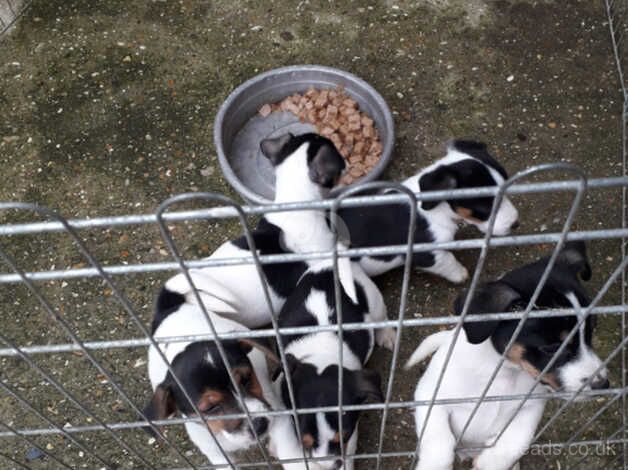 Jack Russell puppies for sale in Louth, Lincolnshire – 8 years old - Image 5 of 5