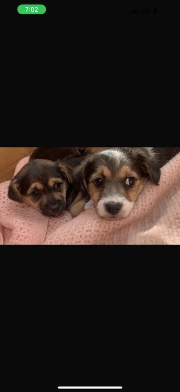 I have three puppies for sale in Wolverhampton, West Midlands