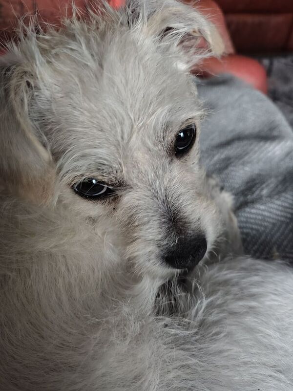 Jack Russell puppies for sale in Norwich, Norfolk – 4 months old