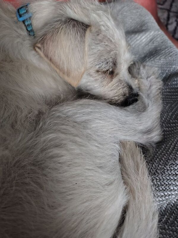 Jack Russell puppies for sale in Norwich, Norfolk – 4 months old - Image 2 of 3