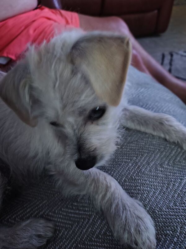 Jack Russell puppies for sale in Norwich, Norfolk – 4 months old - Image 3 of 3
