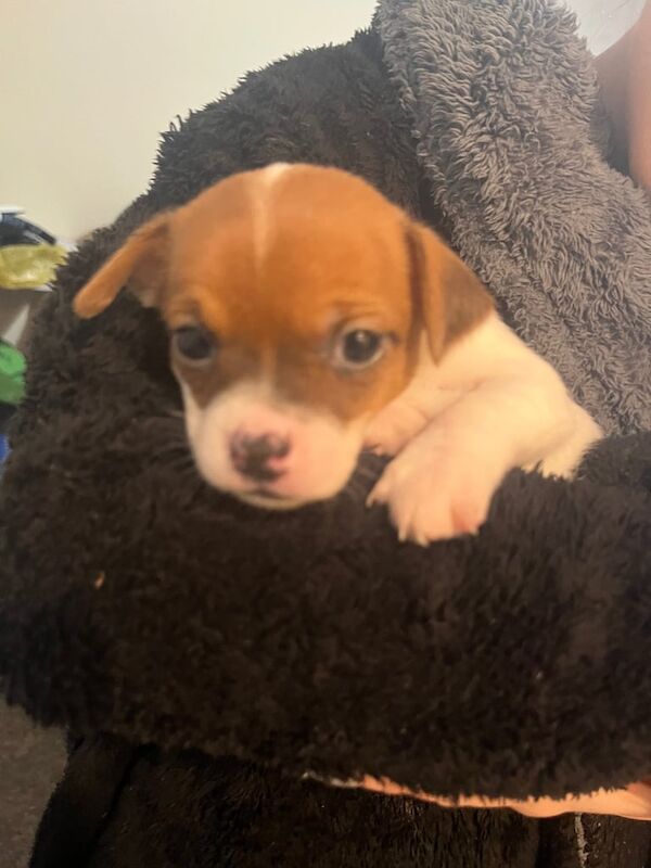 Jack Russell Terrier puppies for sale in Redbridge, Greater London – 9 months old - Image 1 of 3