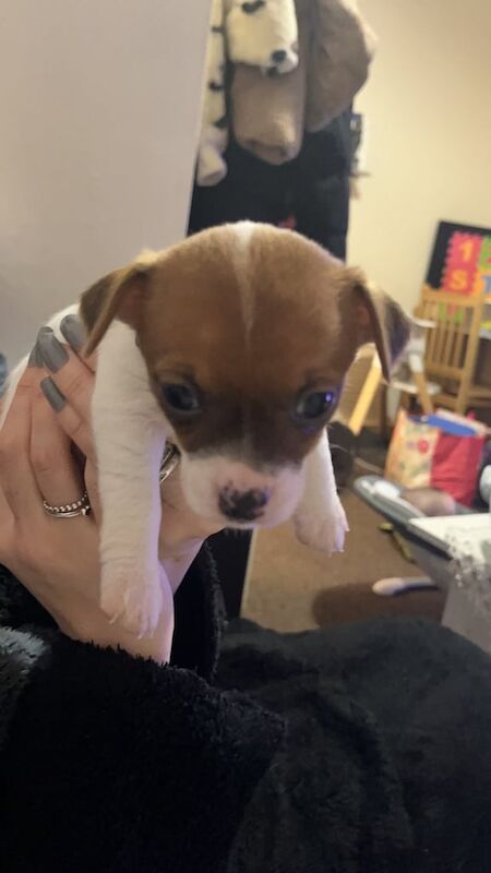 Jack Russell Terrier puppies for sale in Redbridge, Greater London – 9 months old - Image 2 of 3