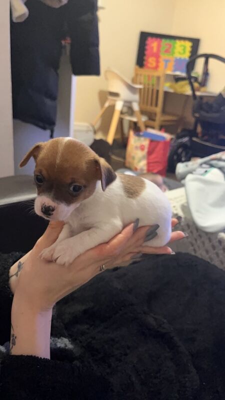 Jack Russell Terrier puppies for sale in Redbridge, Greater London – 9 months old - Image 3 of 3